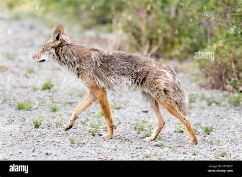 Coyote Located In The Yukon Territory Canada Stock Photo Alamy