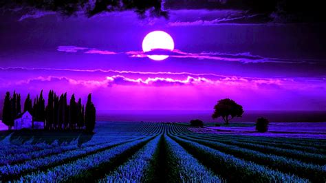 Moonlight Lavender HD Wallpaper | Background Image | 1920x1080 | ID ...