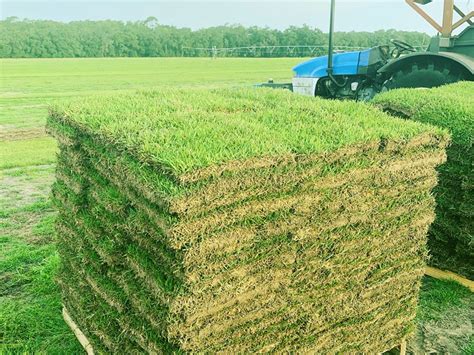 How Much Does A Pallet Of Zoysia Sod Cover Aurora Perreault