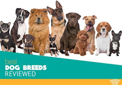 Best Dog Breeds Information Center Akc Types Groups And Traits