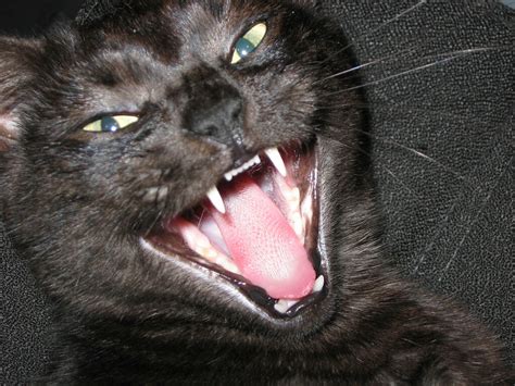 Evil Cat Yawn Flickr