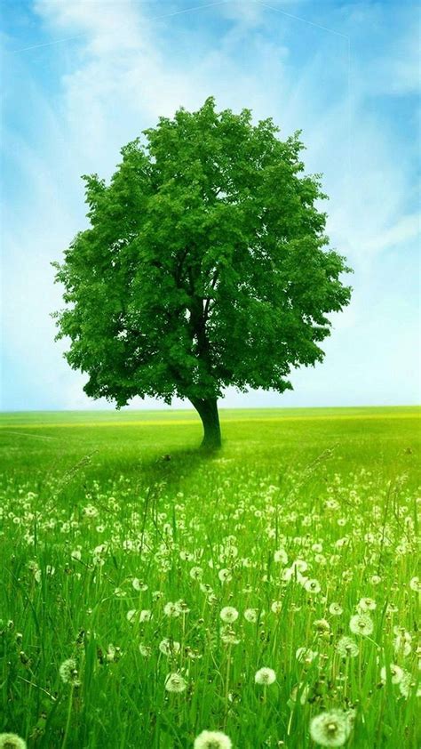 Green Tree Collection Of Refreshing Green Nature Iphone Wallpapers To