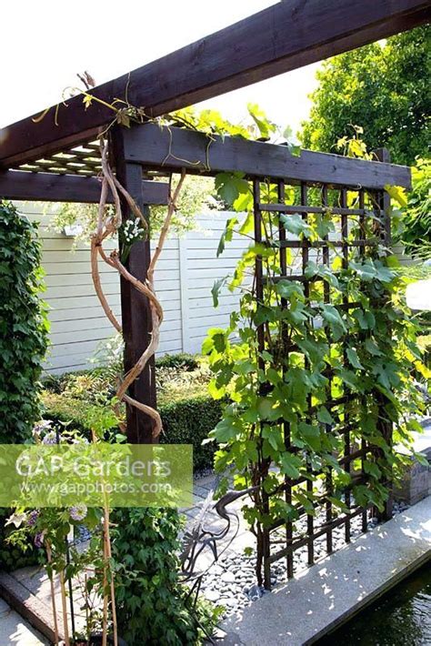 Grape Vine Pergola Pergola In Small Formal Urban Garden With Grape Vine