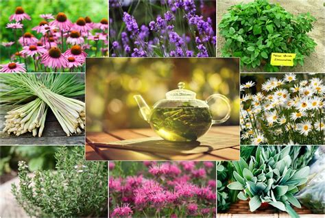 Grow Your Own Herbal Tea Garden 12 Herbs To Get Your Started