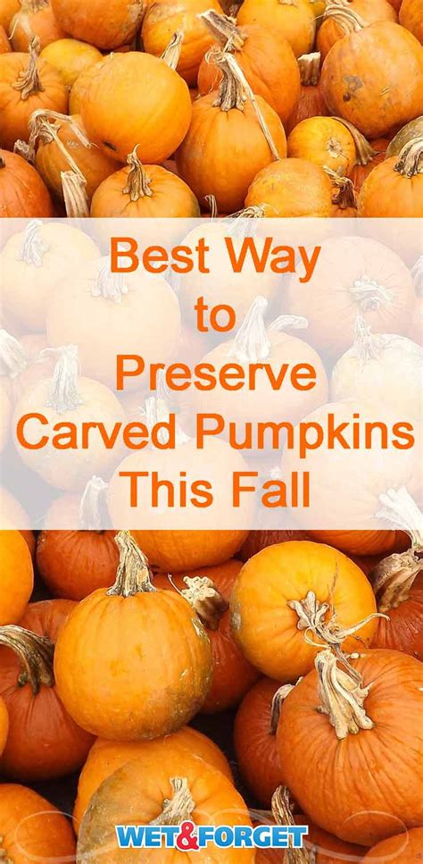 Pumpkin Preservation 2022 Lifes Dirty Clean Easy