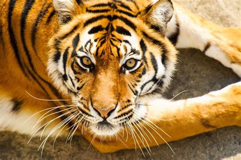 The Amur Tiger 8 Animals Brought Back From The Brink Of