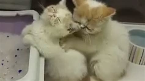 Kitten Massage Youtube