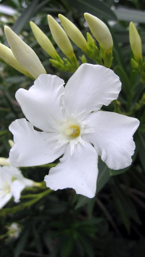 Plant Photography Nerium Oleander White Cultivar Portrait