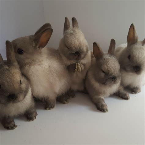 Rabbit Colours Types Bunny Buddy West Coast Netherlands Dwarf