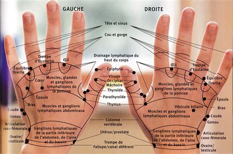 Carte Des Points D Acupuncture Auriculoth Rapie