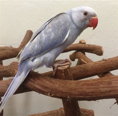 Ringneck Indian Parakeet Violet Female Baby Best Birds Aviary