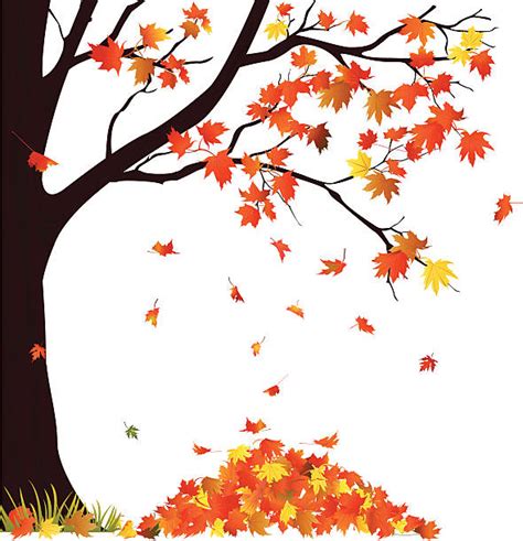 Best Autumn Tree And Pile Of Leaves Illustrations Royalty