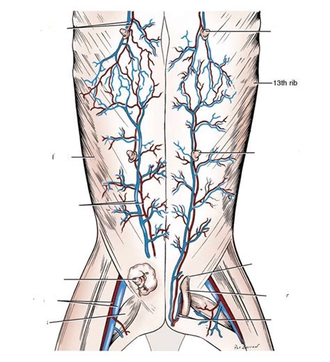 Superficial Veins And Arteries Of Abdomen Left Vaginal Process Exposed