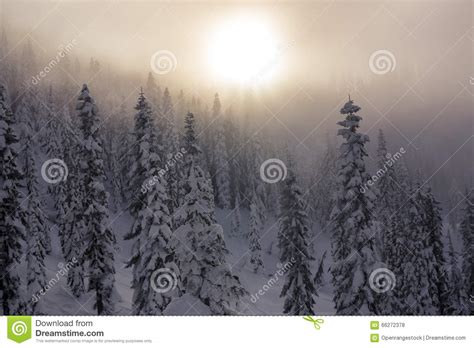 Hazy Sunset Over Layers Of Snow Covered Trees In Mountain Forest Stock