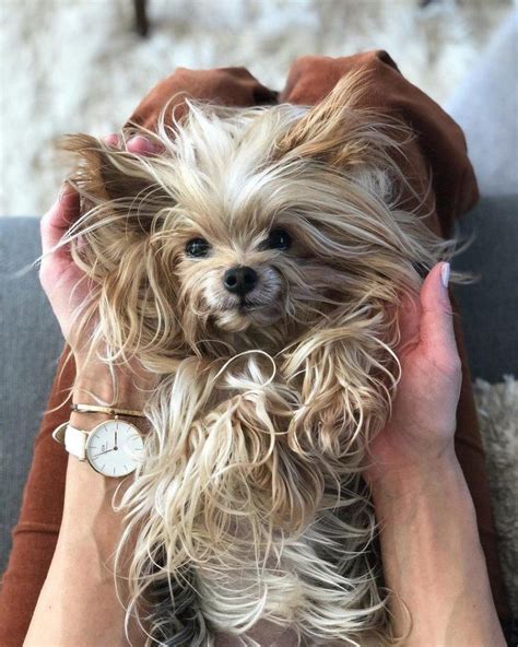 14 Funny Yorkshire Terrier Pictures That Will Make You Smile Page 2