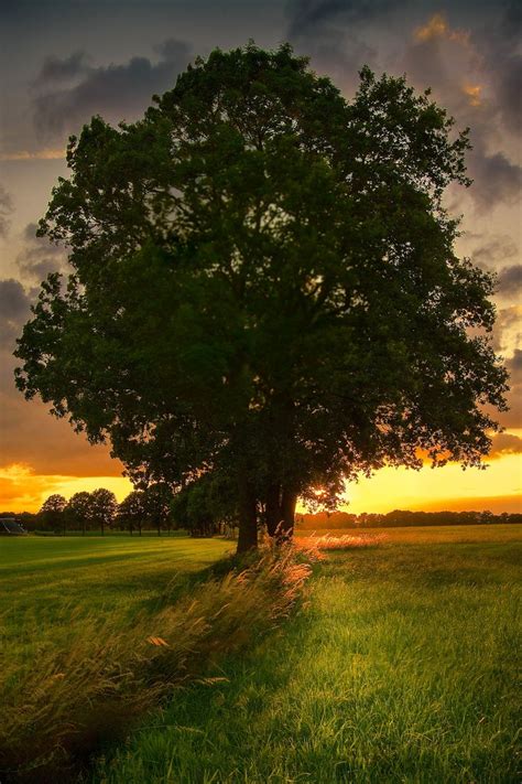 ~~tree Time Lone Tree Sunset By Wilco Westerduin