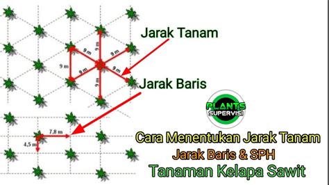 Cara Menghitung Jarak Tanam Kelapa Sawit Kelapasawitnews Com My Xxx