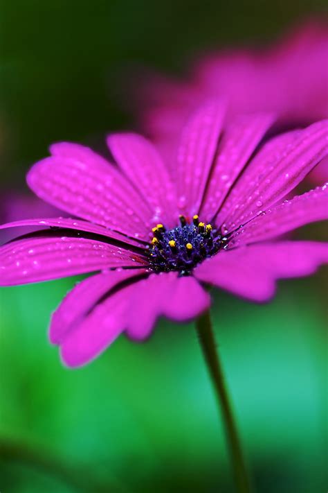 Flower Drops Macro Purple Wet HD Phone Wallpaper Peakpx