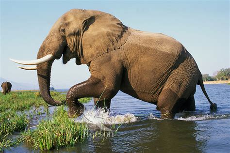 African Elephant Bull Photo Or Picture Tom And Pat Leeson