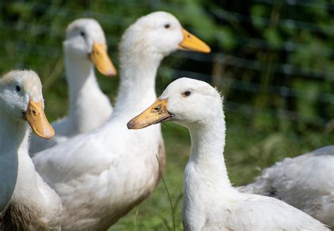 10 Facts About Ducks Four Paws International Animal Welfare