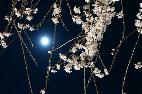 Cherry Blossom And Moon Sony Dsc Tsakaguchi Flickr