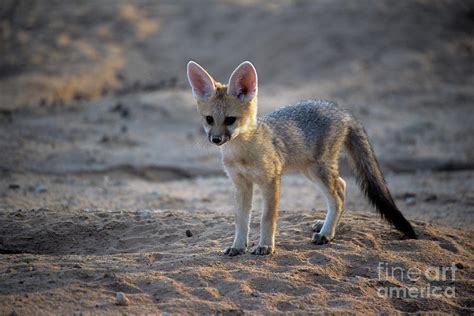 Cape Fox Pup Photograph By Peter Chadwickscience Photo Library Fine