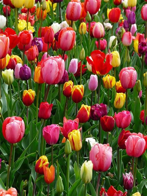 Tulipani Tulipano Letto · Foto Gratis Su Pixabay