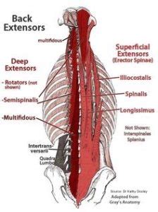 The extrinsic (superficial) back muscles, which lie most superficially on the back. Reduce Low Back Pain and Aches - The Pilates Works