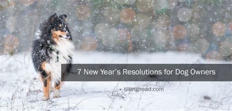 7 New Years Resolutions For Dog Owners