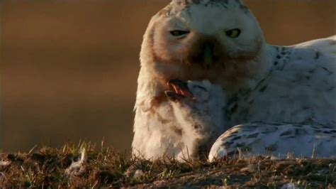 Hatching Snowy Owls In Nest Magic Of The Snowy Owl Nature On Pbs