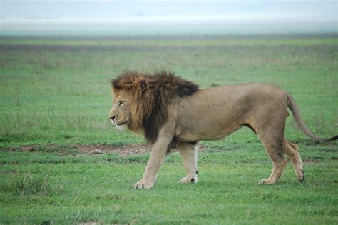 Male Lion Walking After Mating