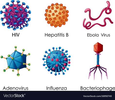 Six Types Of Viruses On White Background Vector Image