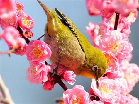 See more of birds and flowers wallpaper on facebook. flowers birds spring season 1400x1050 wallpaper High ...