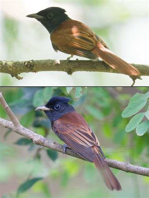 Japanese Paradise Flycatcher Shanghai Birding 上海观鸟