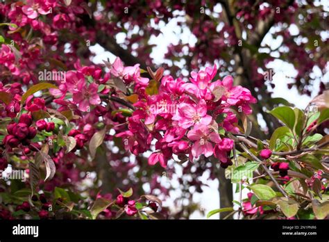 Flowering Ornamental Pink Crabapple Tree Malus Blooming In The