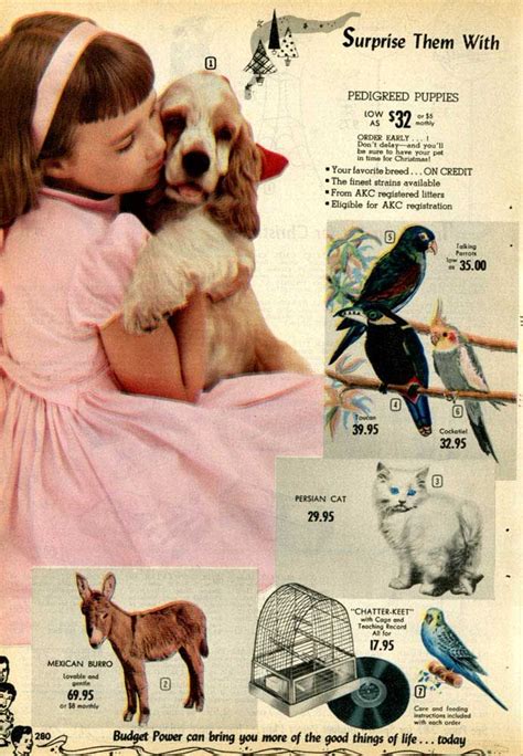 Mail Order Pets From A 1955 Spiegel Catalog Buy Dogs Parrots Persian