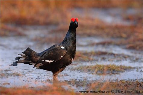 Black Grouse Photos Black Grouse Images Nature Wildlife Pictures