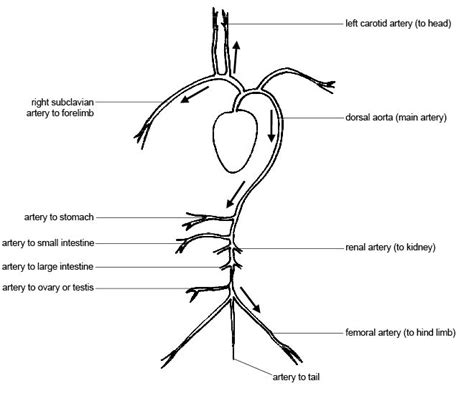 The head's blood supply comes mainly from the external and internal carotid arteries. Anatomy and Physiology of Animals/Cardiovascular System ...