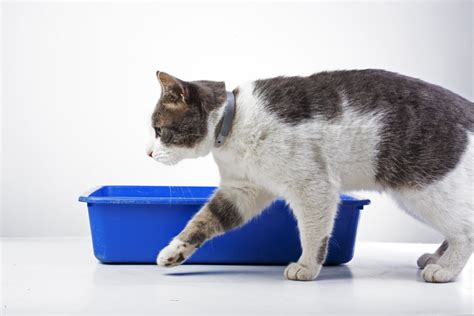 How To Recognize Your Cat May Have A Urinary Tract Infection Blue Cross Veterinary Hospital