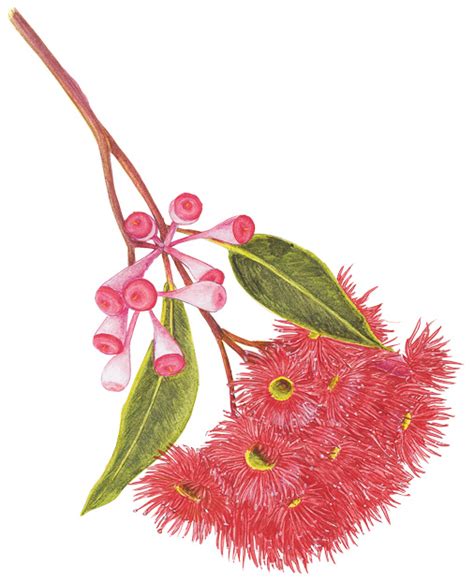 An Illustrated Guide To Australias Gum Blossoms Flower Drawing