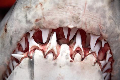 How Many Teeth In A Sharks Mouth Teeth Poster