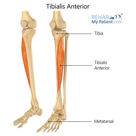Tibialis Anterior Muscle With Human Leg Skeletal Structure Outline Diagram Ubicaciondepersonas