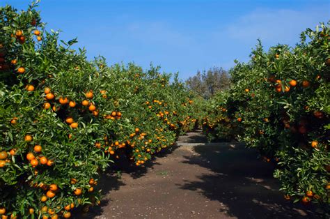 Naranjas De Valencia Naranjas Luna