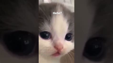 Hehe Cat Original😽🥺 Youtube