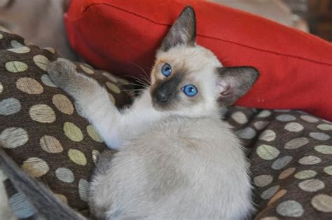 Carolina Blues Cattery Siamese Kittens For Sale Our Spring Kittens Are