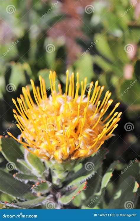 Protea South Africa`s National Flower Stock Image Image Of