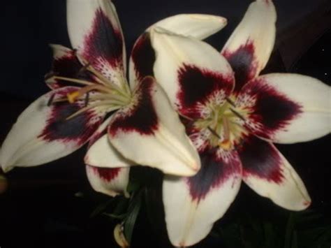 Lilies Or A Lily Can Kill Your Cat Within Hours Hubpages