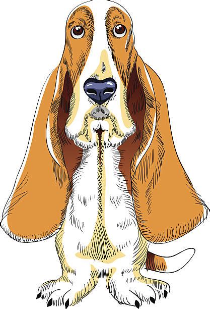 Royalty Free Basset Hound Clip Art Vector Images And Illustrations Istock