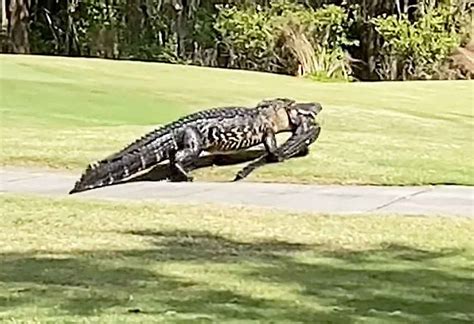 Horror Footage Shows Huge 20 Foot Cannibal Alligator Eating Love