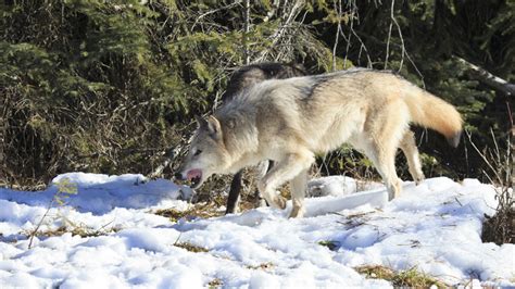 Increased Depredation By Washington Wolf Packs Gohunt